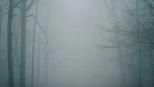 Bosque con niebla, símbolo del gaslighting y la manipulación psicológica